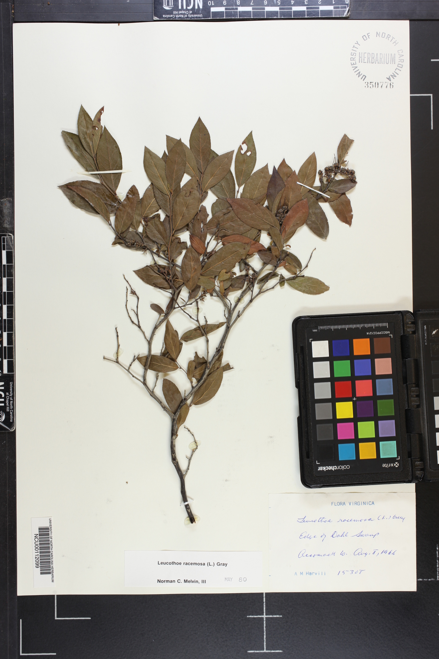 Eubotrys image