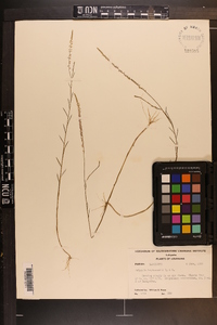 Polygala leptocaulis image