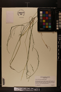 Festuca subverticillata image