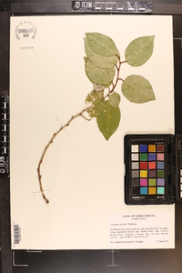 Elaeagnus pungens image