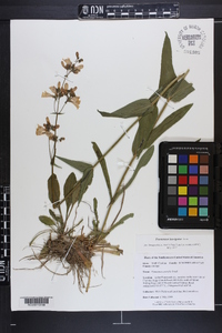 Penstemon australis image