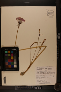 Allium keeverae image