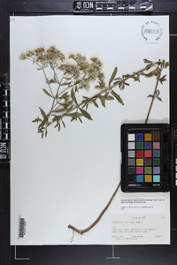 Eupatorium glaucescens image