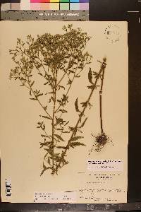 Eupatorium mohrii image