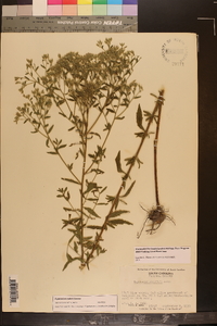 Eupatorium mohrii image