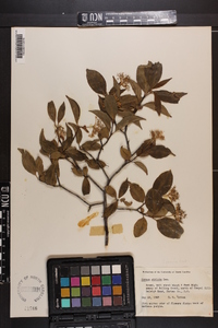 Cornus stricta image