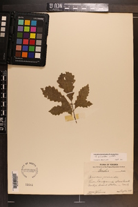 Quercus prinoides image