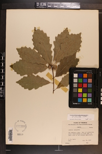 Quercus prinoides image