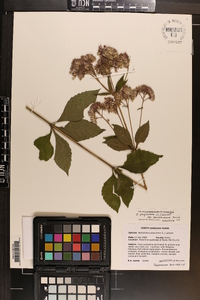 Eutrochium purpureum var. carolinianum image