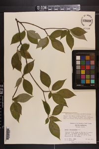 Cornus alternifolia image