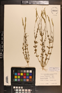 Polygala boykinii image