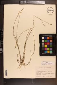 Polygala boykinii var. sparsifolia image