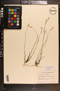 Polygala boykinii image