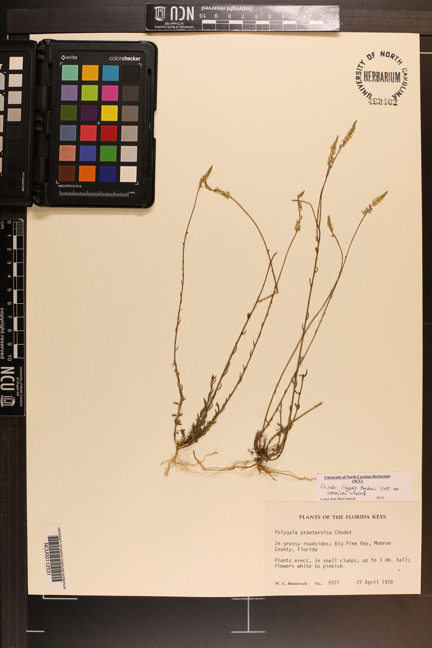 Polygala boykinii image