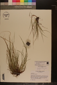 Carex austrodeflexa image