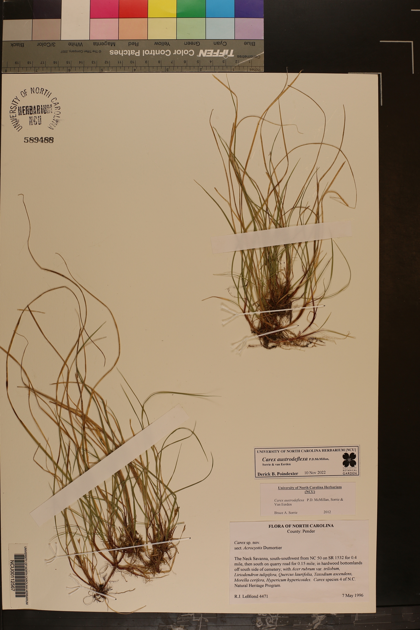 Carex austrodeflexa image