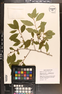 Ilex laevigata image