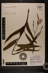 Polygonum densiflorum image