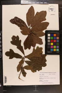 Quercus austrina image