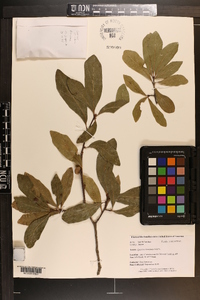 Quercus laurifolia image