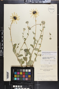 Rudbeckia mollis image