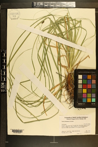 Carex cherokeensis image