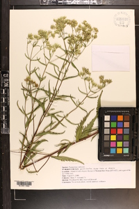 Eupatorium altissimum image