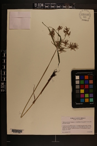 Cyperus odoratus subsp. odoratus image