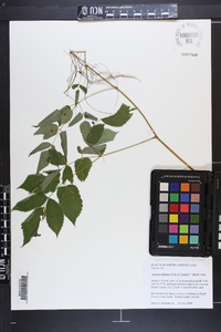 Aruncus dioicus image