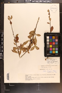 Ilex longipes image