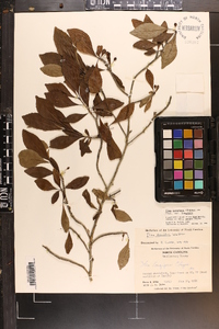 Ilex longipes image