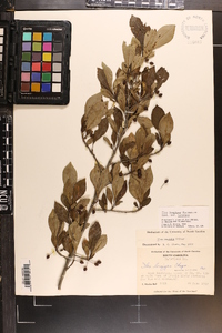 Ilex longipes image