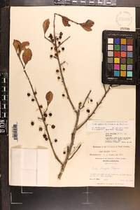 Ilex longipes image