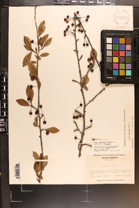 Ilex longipes image