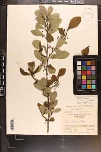 Ilex longipes image