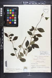 Ilex longipes var. longipes image