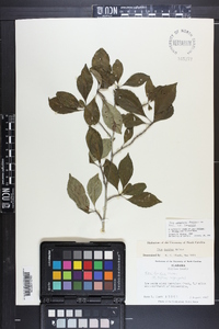 Ilex longipes var. longipes image