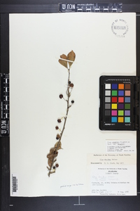 Ilex longipes image