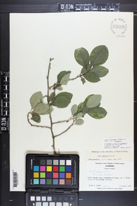 Ilex longipes var. longipes image