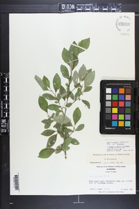 Ilex longipes var. longipes image