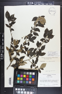 Ilex longipes image