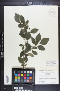 Ilex longipes image