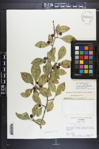 Ilex longipes image