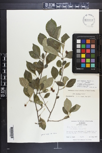 Ilex longipes var. longipes image