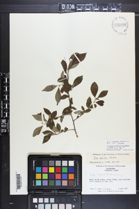 Ilex longipes var. longipes image