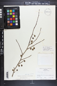 Ilex longipes image