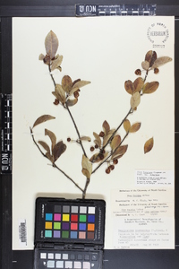 Ilex longipes image