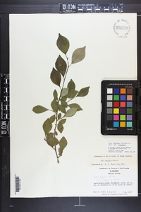 Ilex longipes image