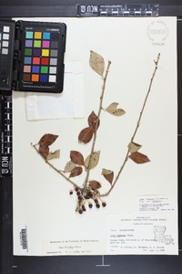 Ilex longipes var. longipes image