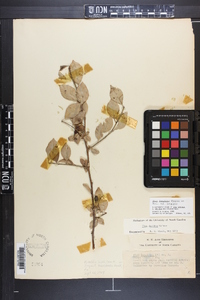 Ilex longipes image